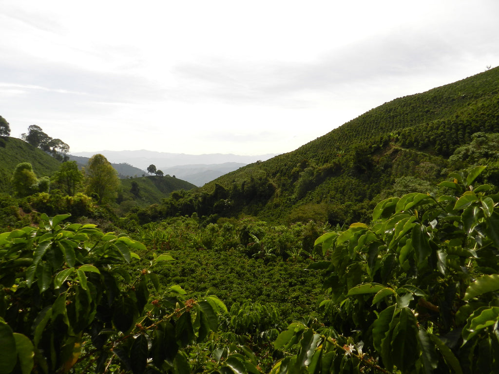 Decaf - Colombia - Medium roast